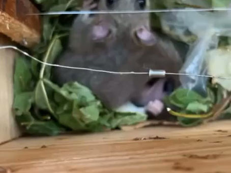 Unsere Mitbewohner im Bienenhaus