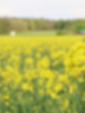Honigbienen an Raps