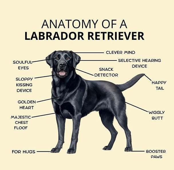 Anatomy of a Lab