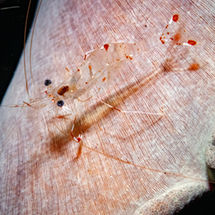 Misool, Raja Ampat | October 2022