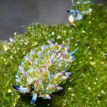 Kalimaya Dive Resort, East Sumbawa | October 2023