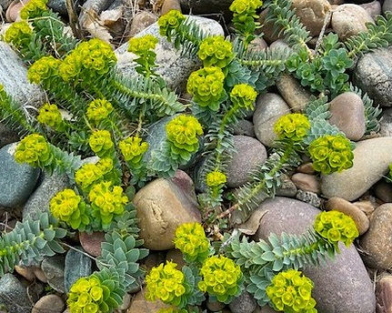 Myrtle-spurge-for-web (1).jpg