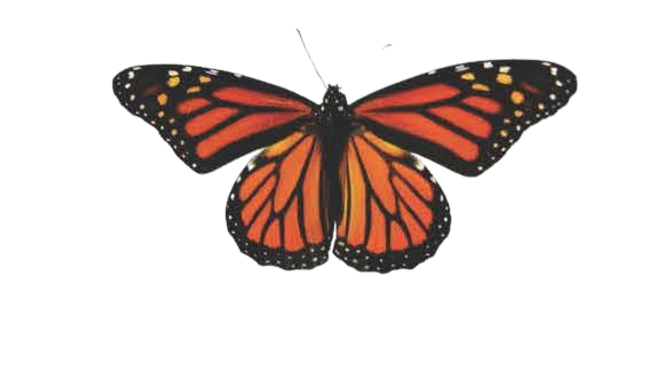 Butterfly icon_edited.png