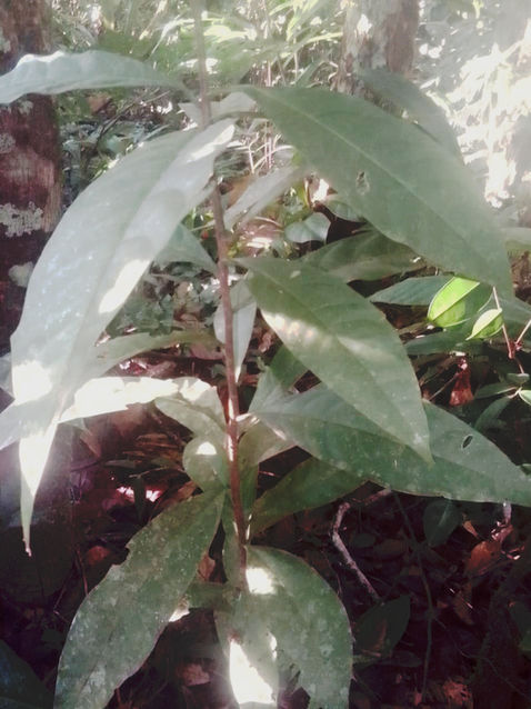 Alexander Rodriguez Tapurucuara - ASATIQ.jpg