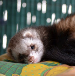 2025_977p_ferret_reproductive_disease_is