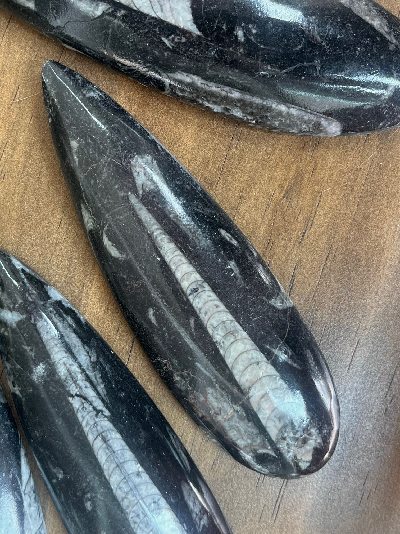 Orthoceras