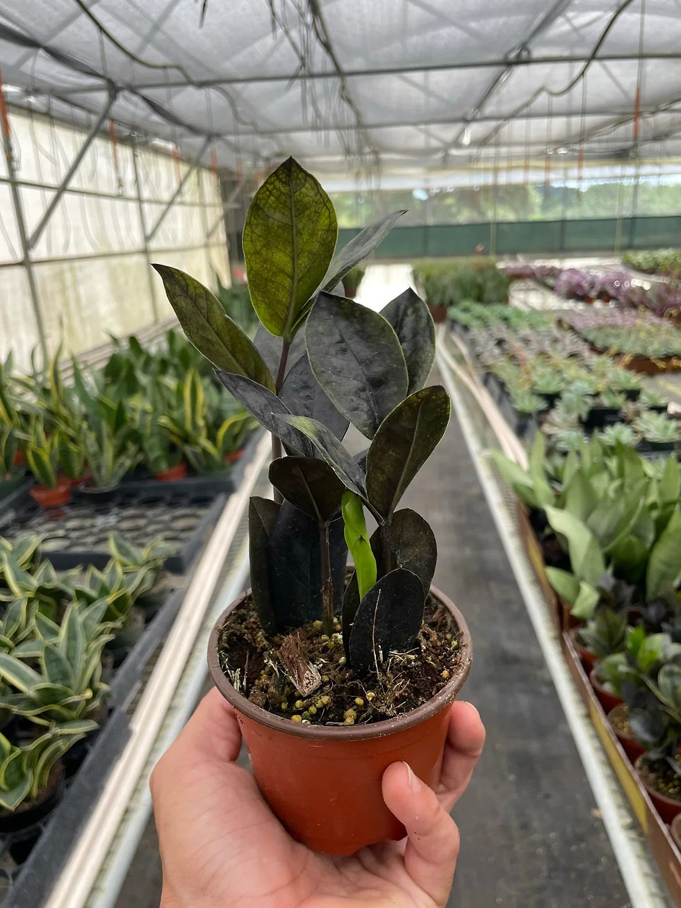 Thumbnail: ZZ Zamioculcas 'Black Queen'