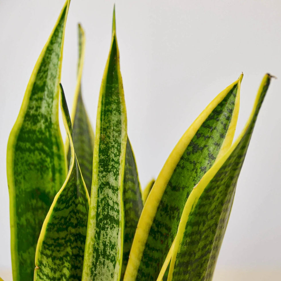 Thumbnail: Snake Plant Laurentii