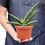 Thumbnail: Snake Plant Starfish