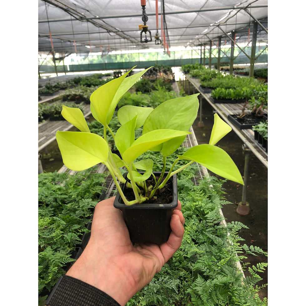Thumbnail: Pothos 'Neon'