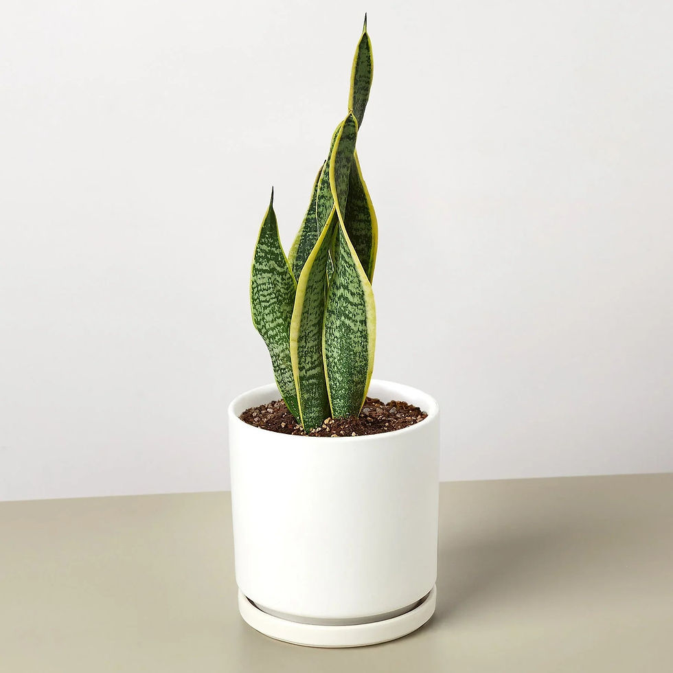 Thumbnail: Snake Plant Laurentii