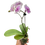 Thumbnail: Orchid 'Light Pink Phalaenopsis'