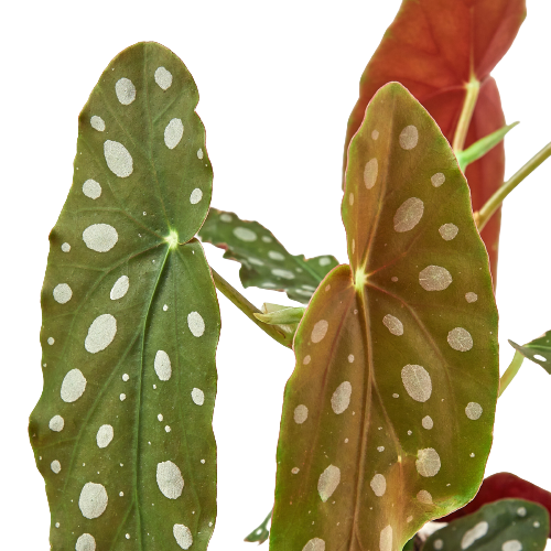 Thumbnail: Begonia 'Maculata'