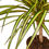 Thumbnail: Dracaena Marginata 'Sunshine'