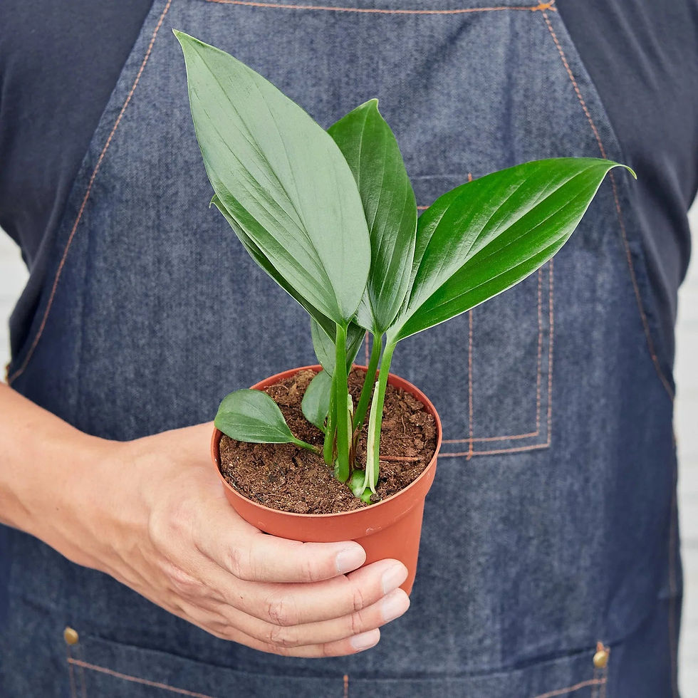 Thumbnail: Philodendron 'Dragon Tail'