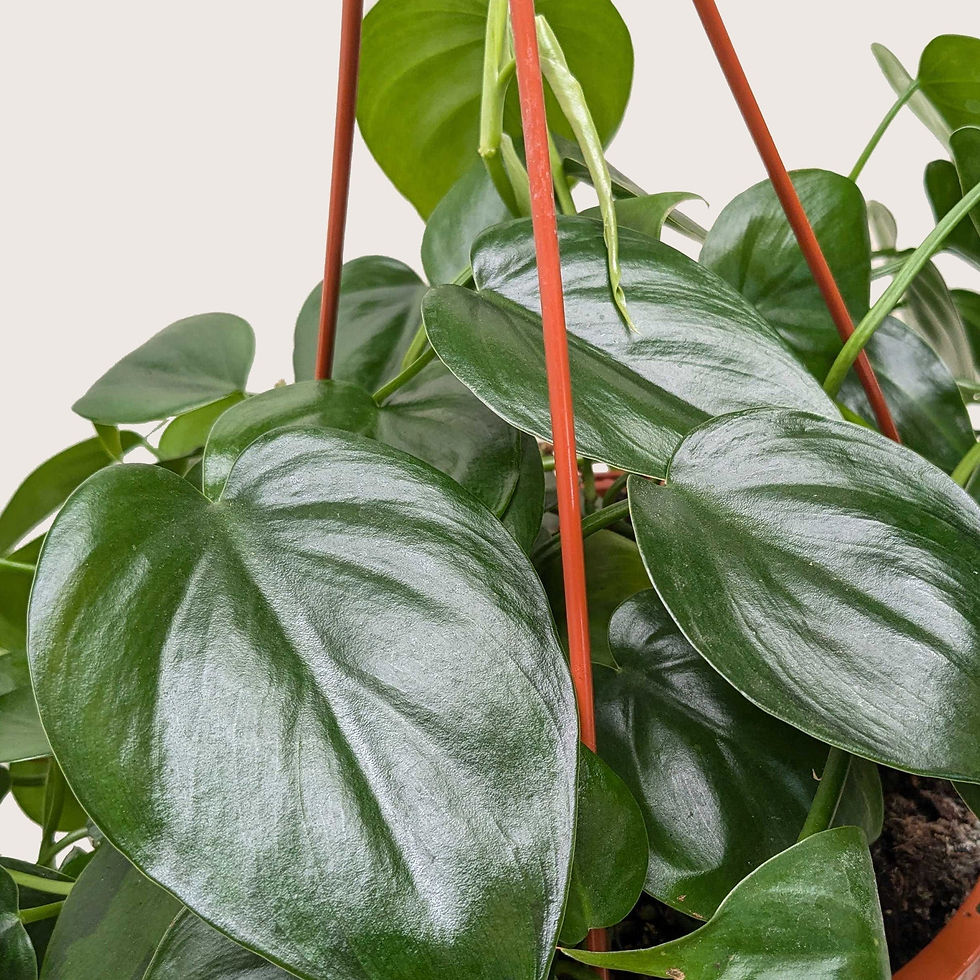 Thumbnail: Philodendron Cordatum Heartleaf