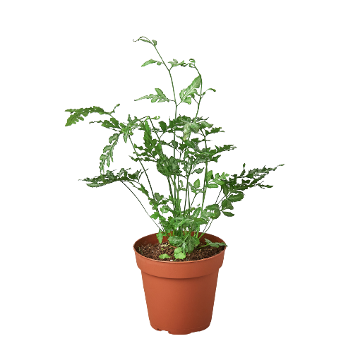 Thumbnail: Fern 'Silver Lace'
