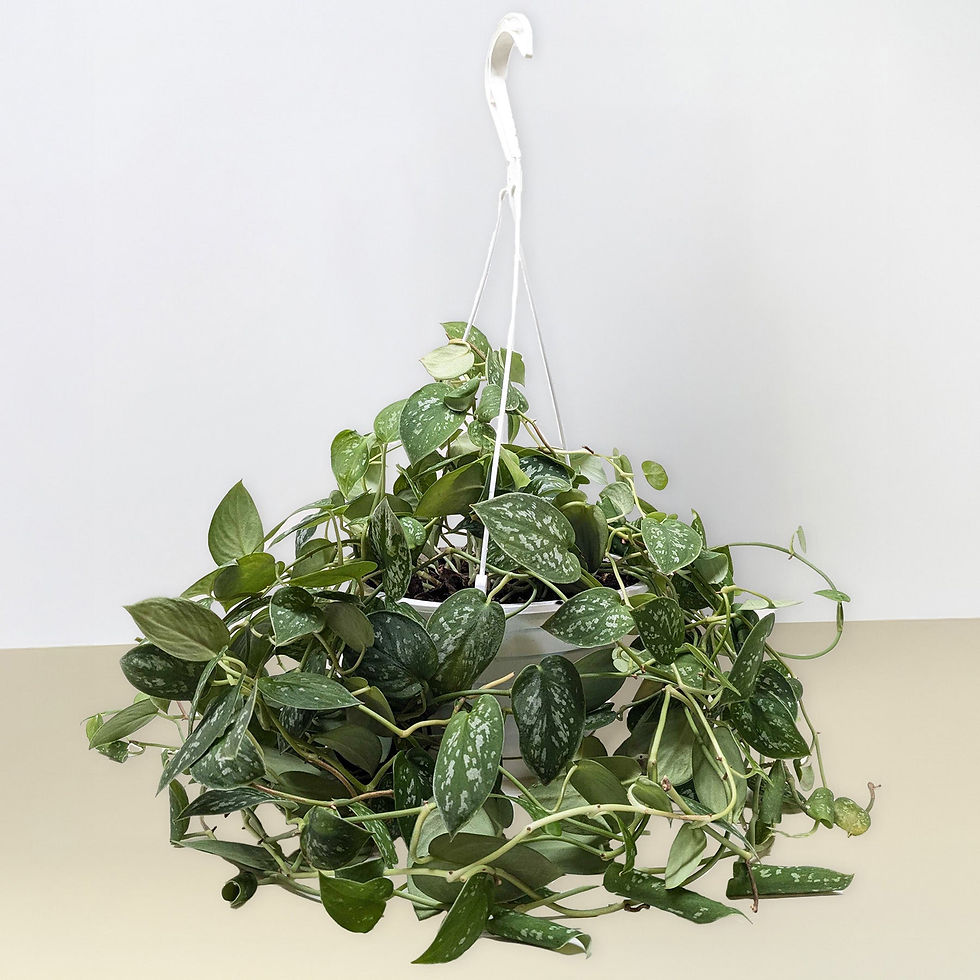 Thumbnail: Pothos 'Satin'