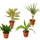 Thumbnail: 4 Different Dracaenas Variety Pack - Live House Plant - 4" Pot