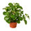 Thumbnail: Peperomia Thailand