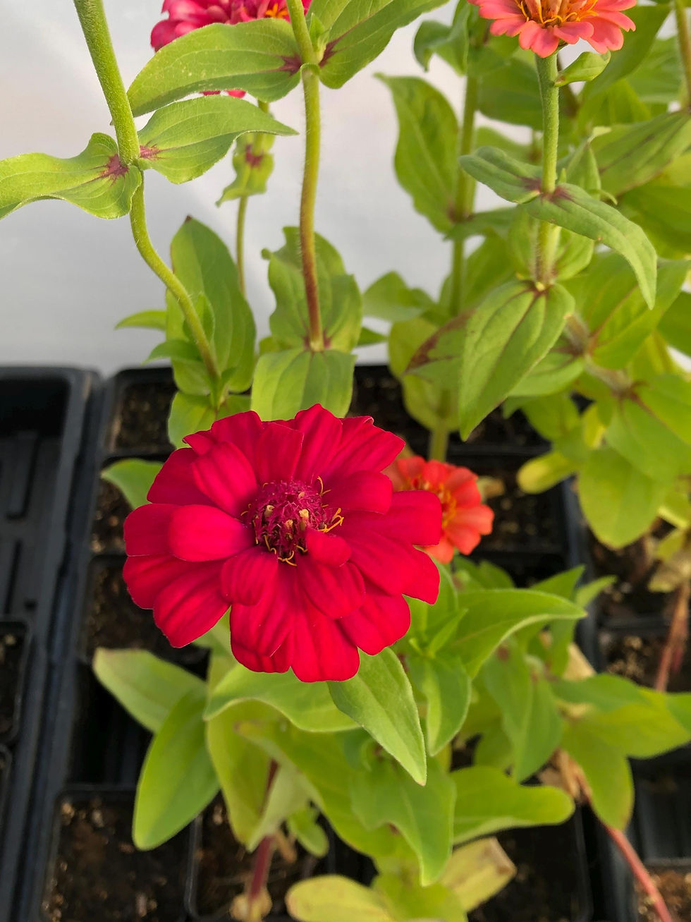 Thumbnail: Zinnia live Flower Plants - Seedlings/Plugs- 3"- 5" tall - 30-50 days old, Ready