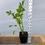 Thumbnail: Lovage Live Plant - Seedlings/Plugs and Plant- 3"- 12" tall - 30-60+ days old, (