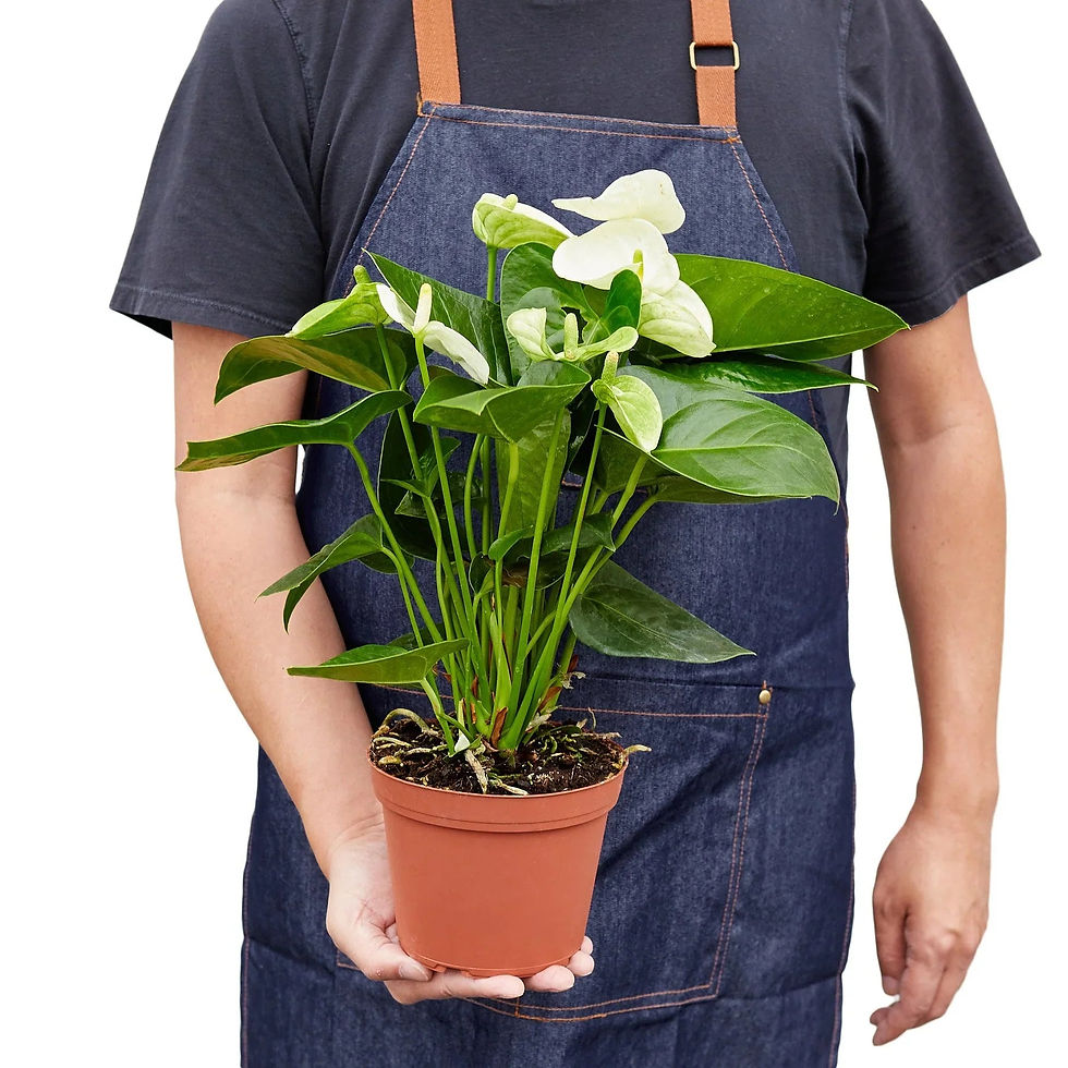 Thumbnail: Anthurium 'White'
