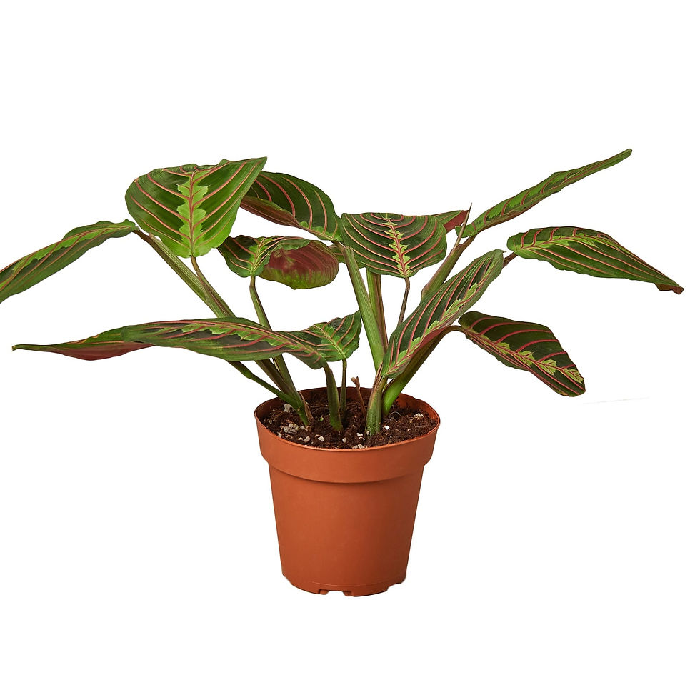 Thumbnail: Maranta Red Prayer