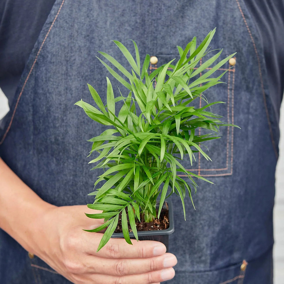 Thumbnail: Parlor Palm