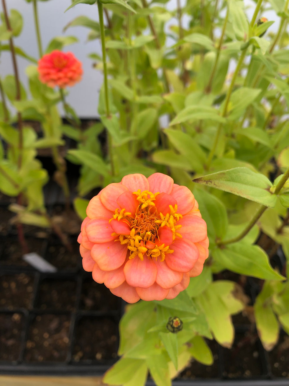 Thumbnail: Zinnia Flower Plant
