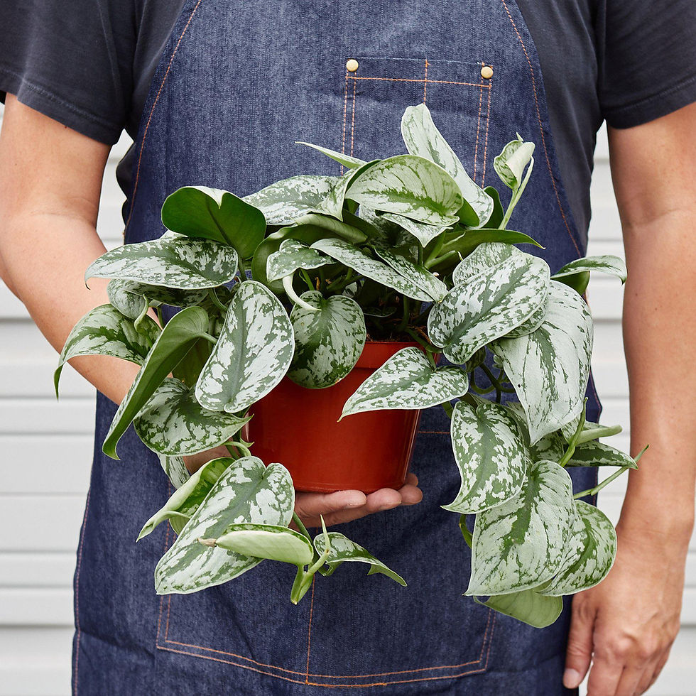 Thumbnail: Pothos 'Silver Splash'