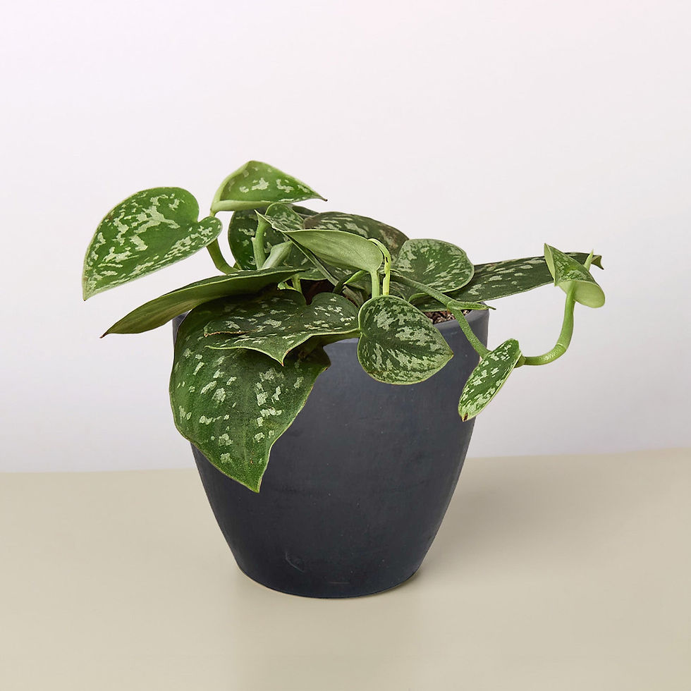Thumbnail: Pothos 'Satin'