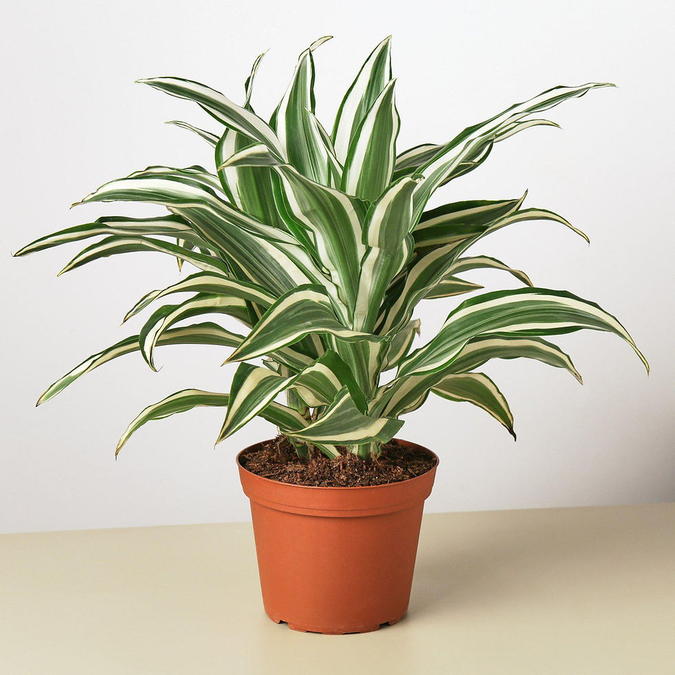Thumbnail: Dracaena 'Warneckii White Jewel'