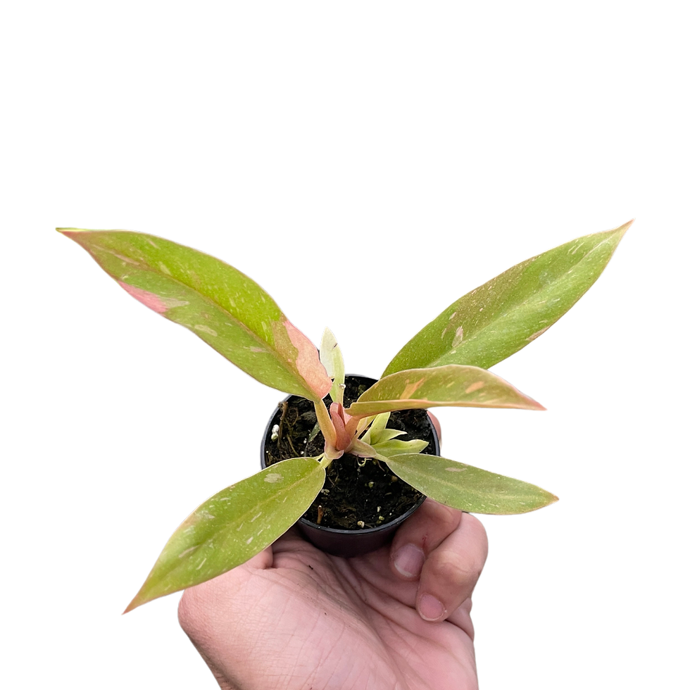 Thumbnail: Philodendron Ring of Fire Variegated