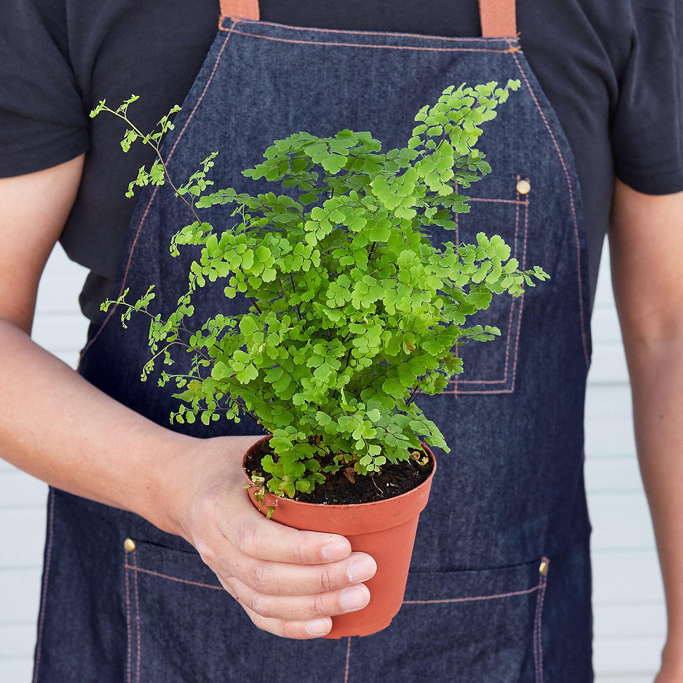 Thumbnail: Maidenhair Fern