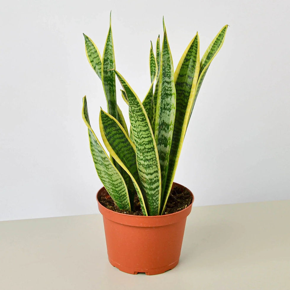 Thumbnail: Snake Plant Laurentii