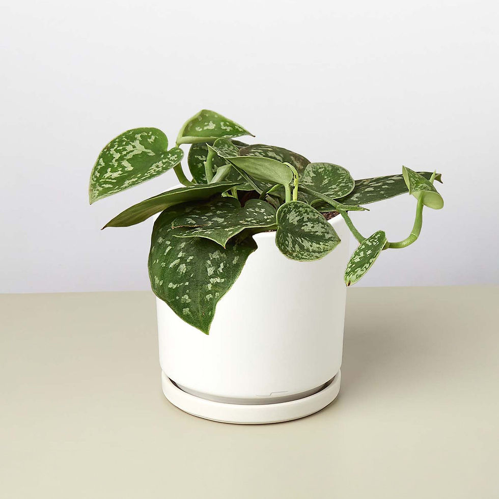 Thumbnail: Pothos 'Satin'