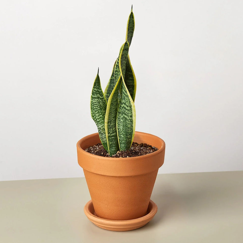 Thumbnail: Snake Plant Laurentii