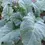 Thumbnail: Ethiopian Kale Live Plant