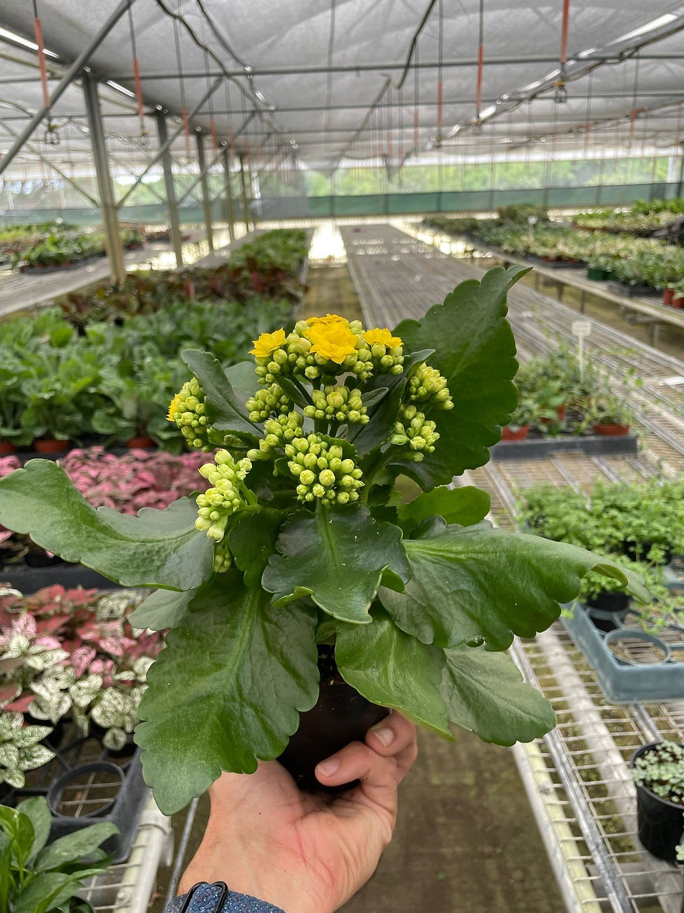 Thumbnail: Kalanchoe