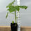 Thumbnail: Okra Live Plant - Seedlings/Plugs and Plants - 3"- 12" tall - 30-60+ days old, (