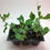Thumbnail: Sugar Snap Pea Live Plant - Seedlings/Plugs and Plants- 3"- 12" tall - 30-60+ da