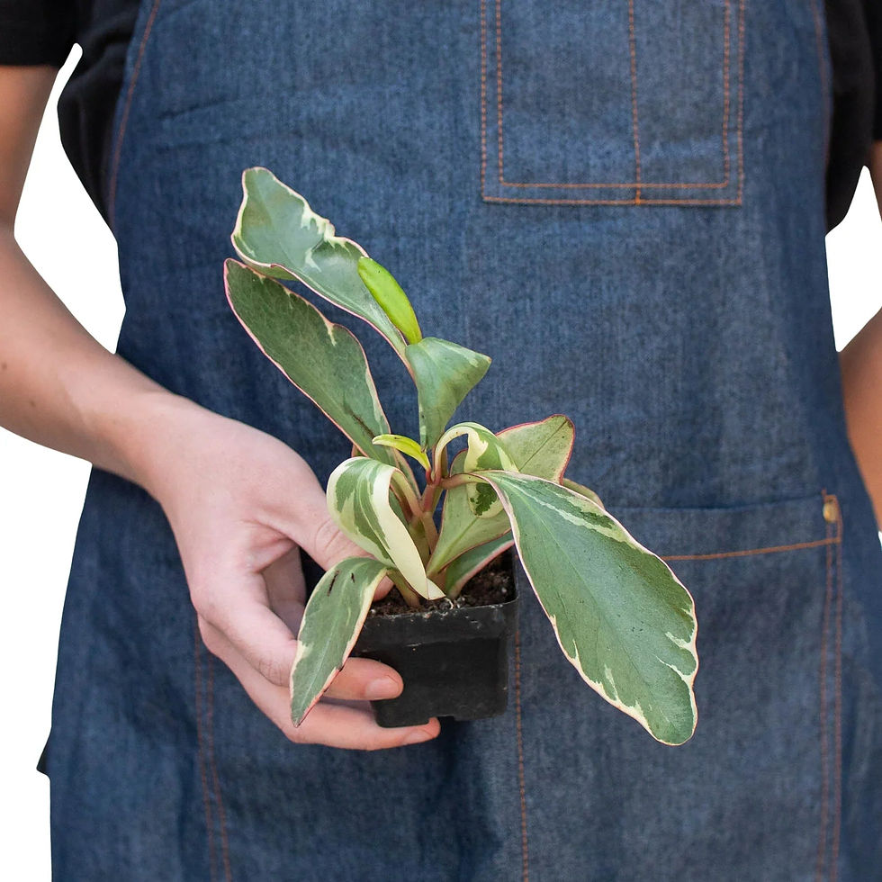 Thumbnail: Peperomia 'Ginny'