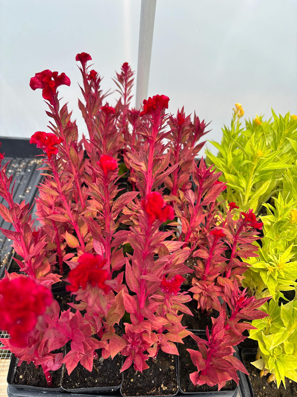 Thumbnail: Celosia - Flamingo Feather Live Flower Plants - Seedlings/Plugs- 5"- 12" tall - 