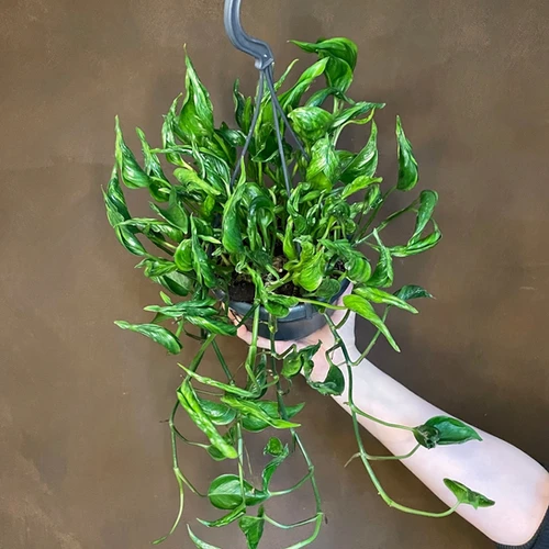 watch chain succulent Crassula muscosa 'Watch Chain'