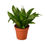 Thumbnail: Dracaena 'Janet Craig'