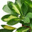 Thumbnail: Schefflera Variegated
