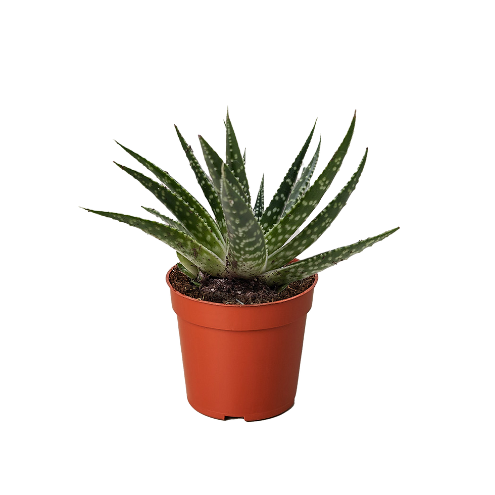 Succulent Gasteria Zimflora
