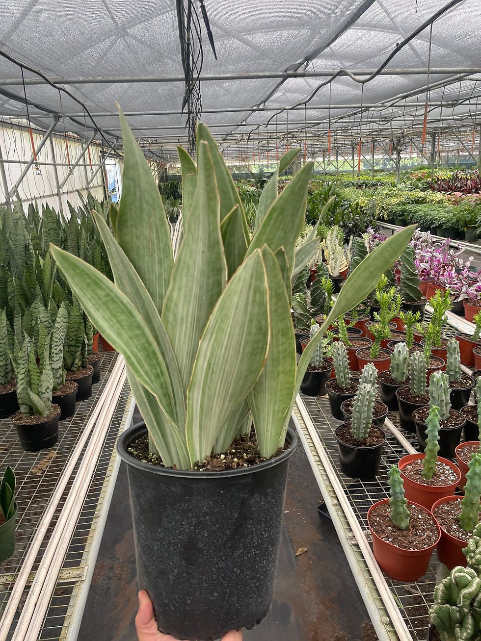 Thumbnail: Snake Plant 'Sayuri'