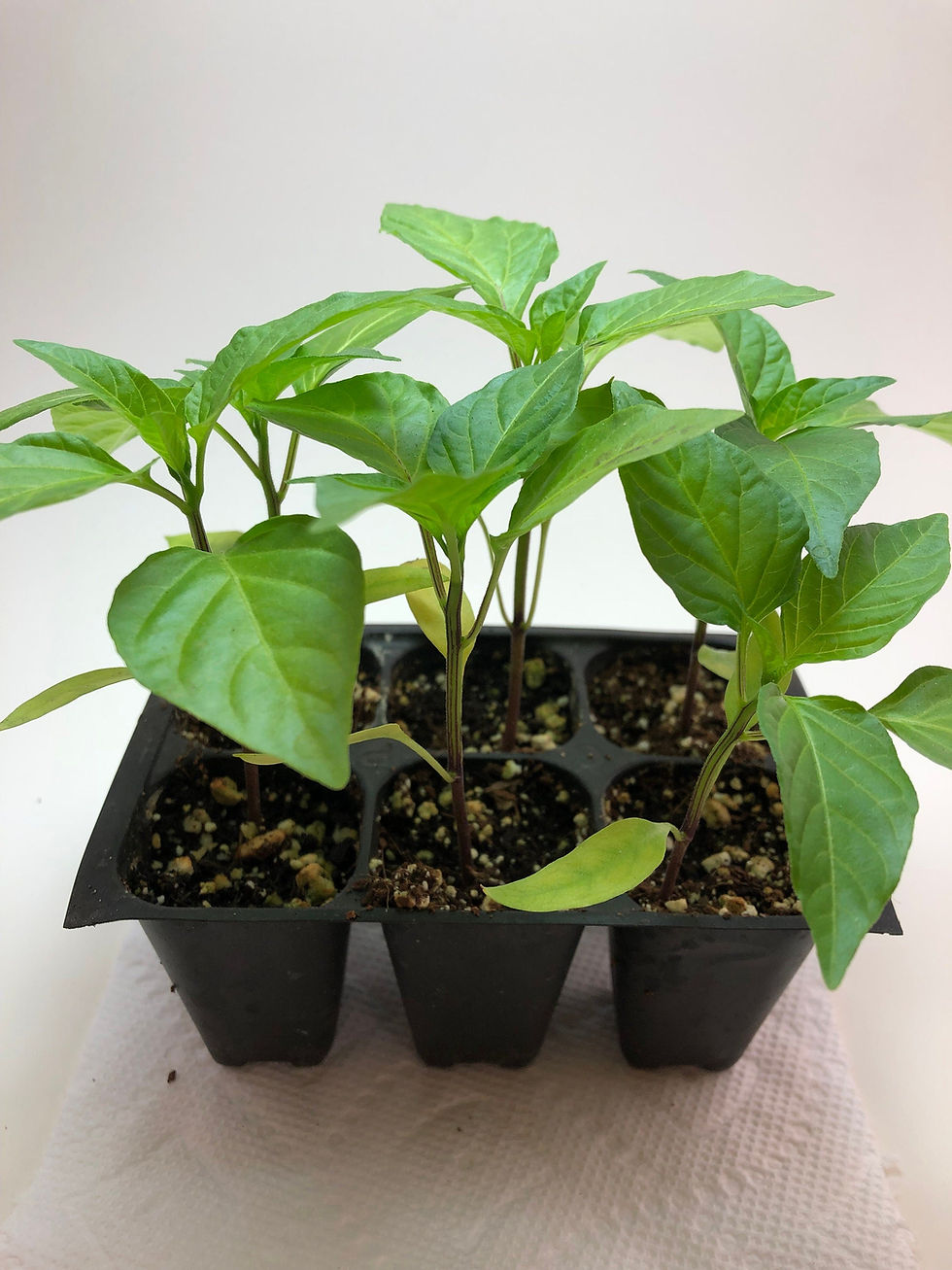 Thumbnail: Cherry Pepper Live Plant - Seedlings/Plugs and Plants - 3"- 12" tall - 30-60+ da